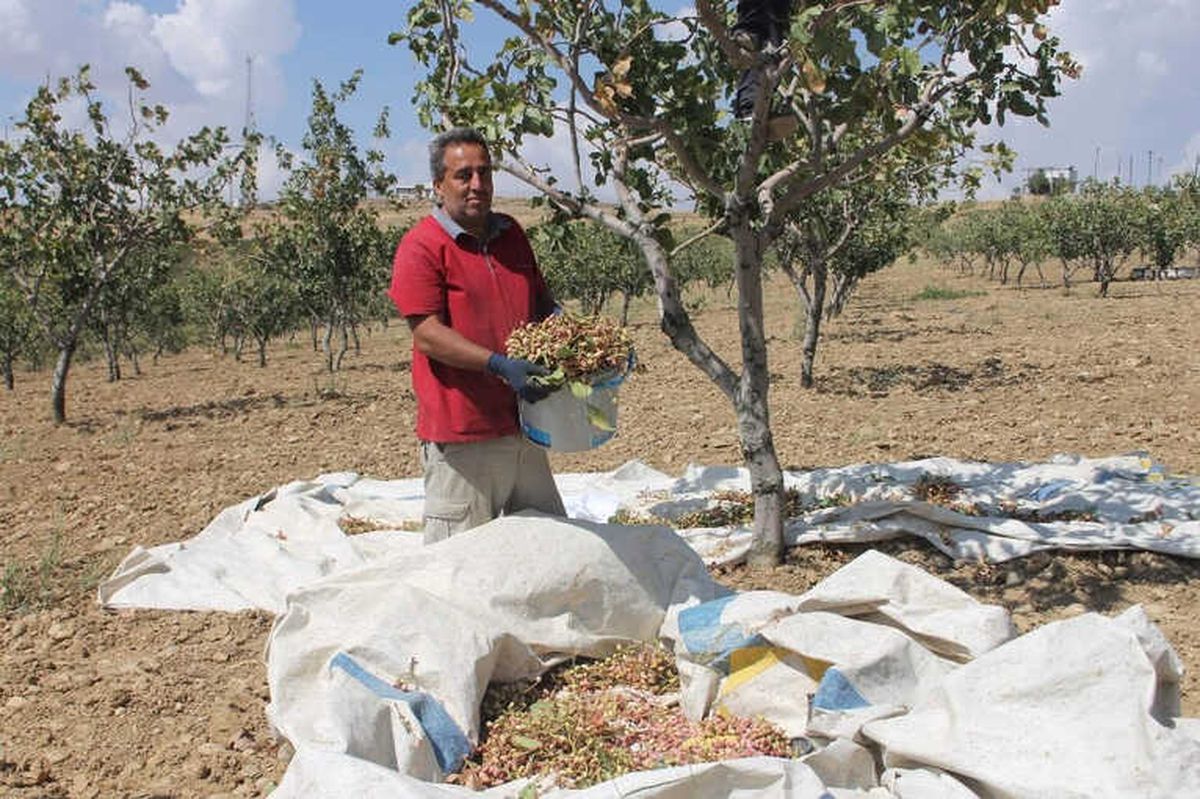 Siirt\'te Fıstık Hasadı Sona Erdi