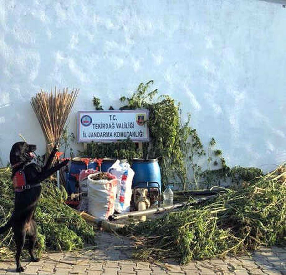 Tekirdağ\'da Uyuşturucu Tarlasına Operasyon: 4 Gözaltı