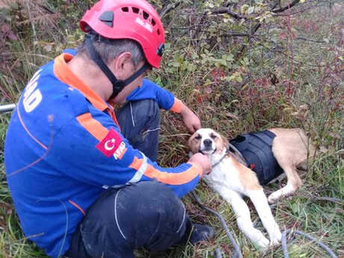 Uçurumda Mahsur Kalan Köpeği Afad Kurtardı