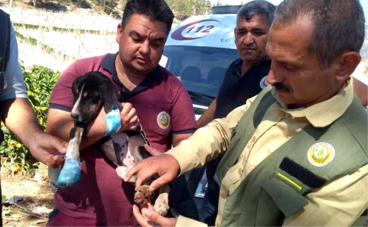 Yavru Köpek Yangından Kurtarıldı