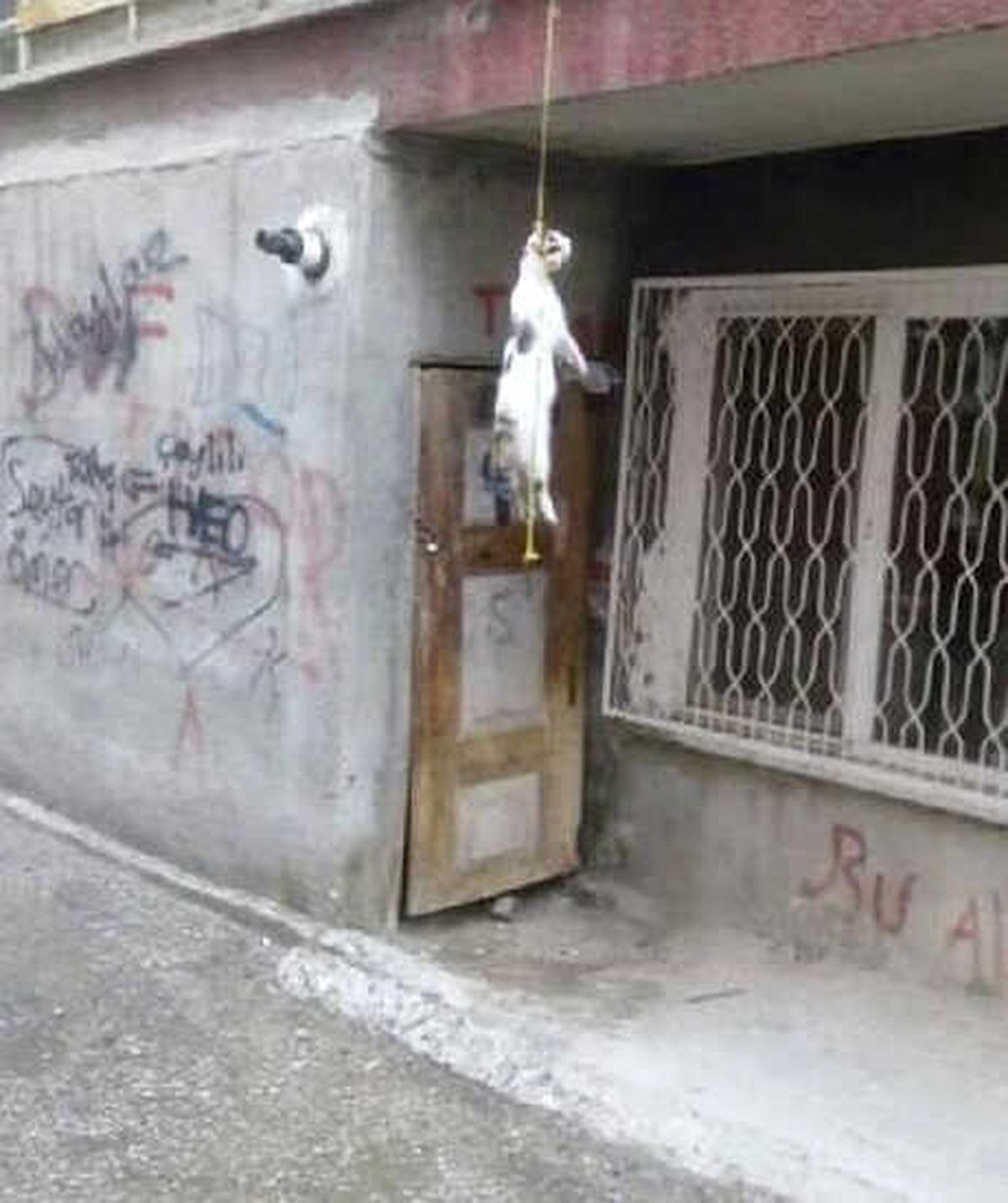 Apartmanın Girişinde İpte Asılı Kedi Bulundu