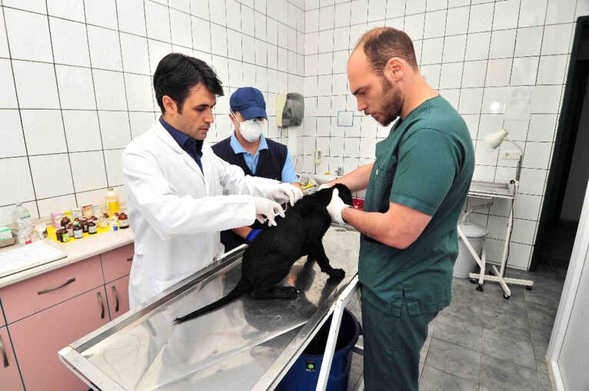 Bağcılar\'da 4 Bin 644 Sokak Hayvanına Kuduz Aşısı Yapıldı