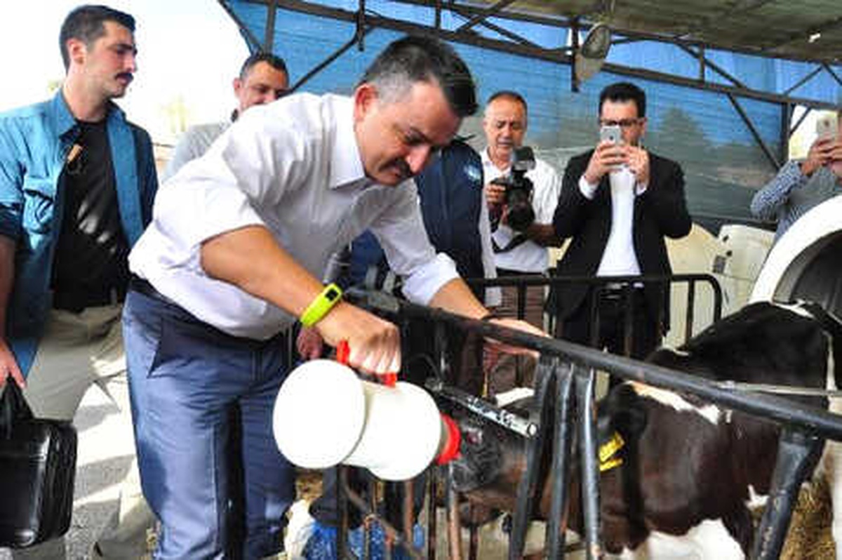 Bakan Pakdemirli, Buzağıyı Besledi