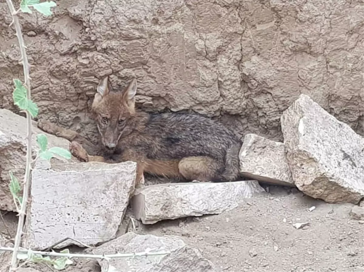 Çukura Düşen Çakal Kurtarıldı