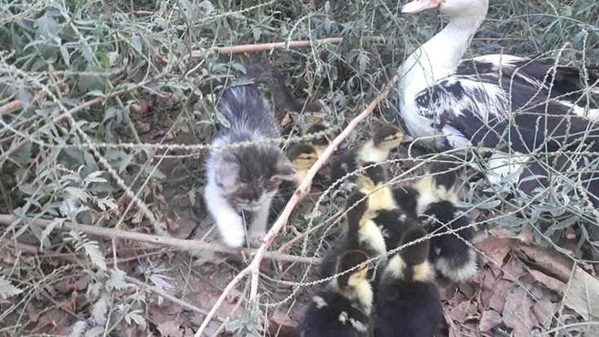Gaziantep\'te Yavru Kedi ve Ördeklerin Kıskandıran Dostluğu