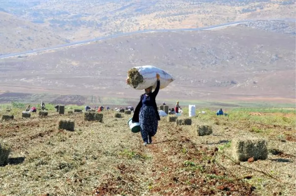 Hasat Artığı Yer Fıstıklarını Toplamak İçin Tarlaya Koştular