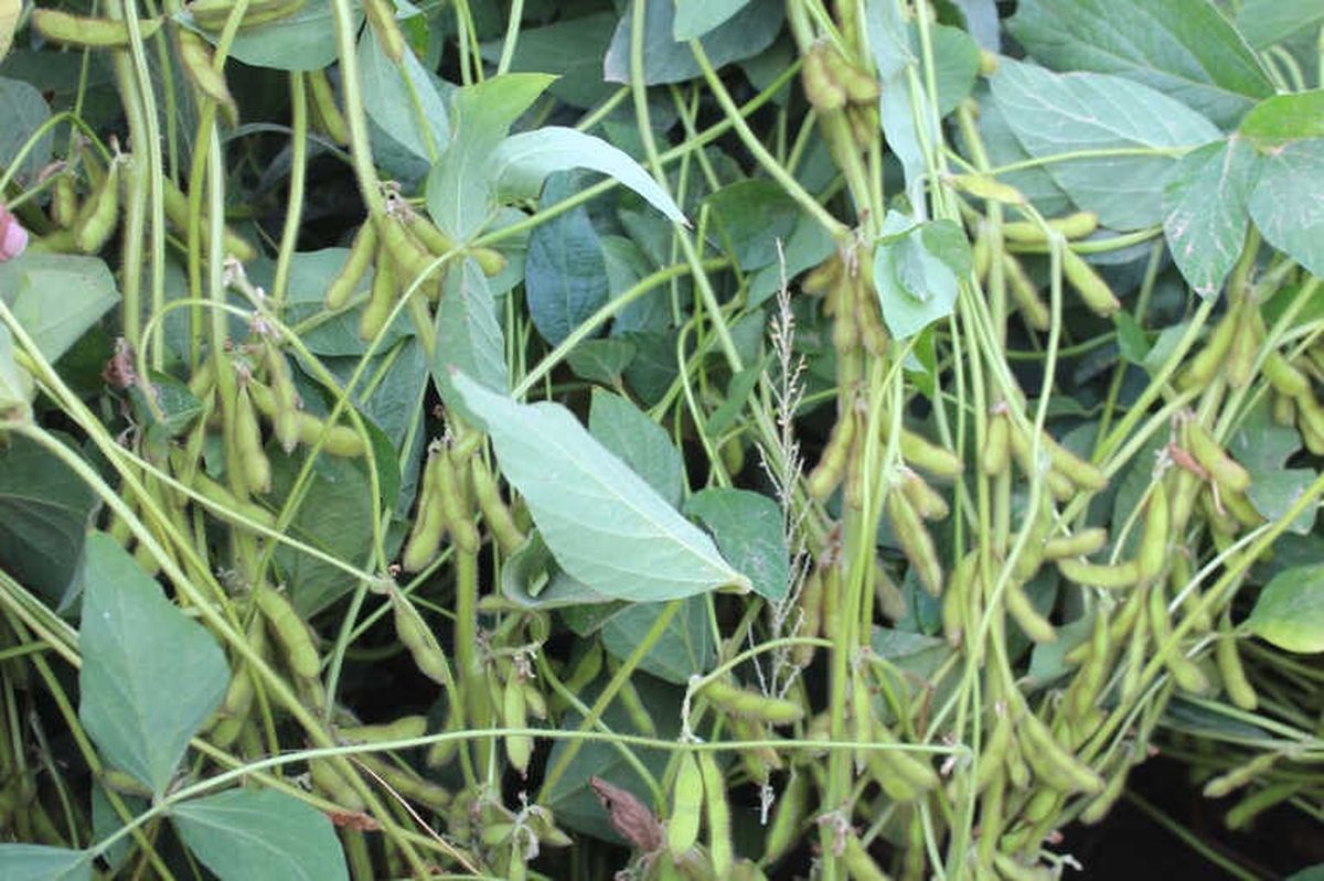 Iğdır\'da Soya Toprakla Buluştu