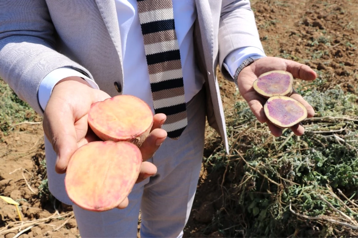 Türkiye\'de Bir İlk! Milli ve Renkli Patatesler Yakında Sofraları Süsleyecek