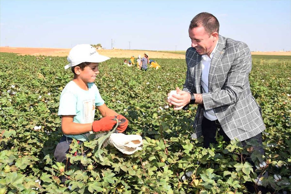 Şanlıurfa Milletvekili Özşavlı, İşçilerle Pamuk Topladı