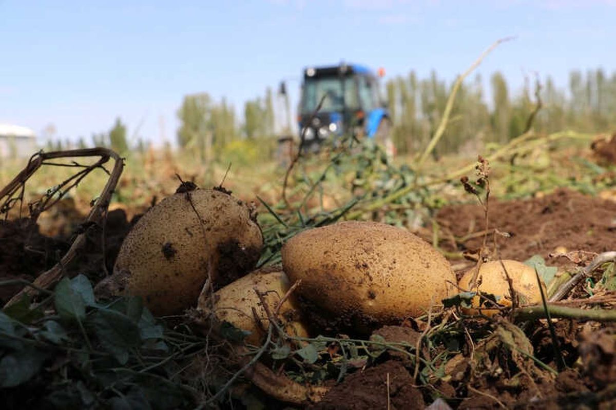 Sivas\'ta 60 Bin Ton Patates Hasadı Bekleniyor