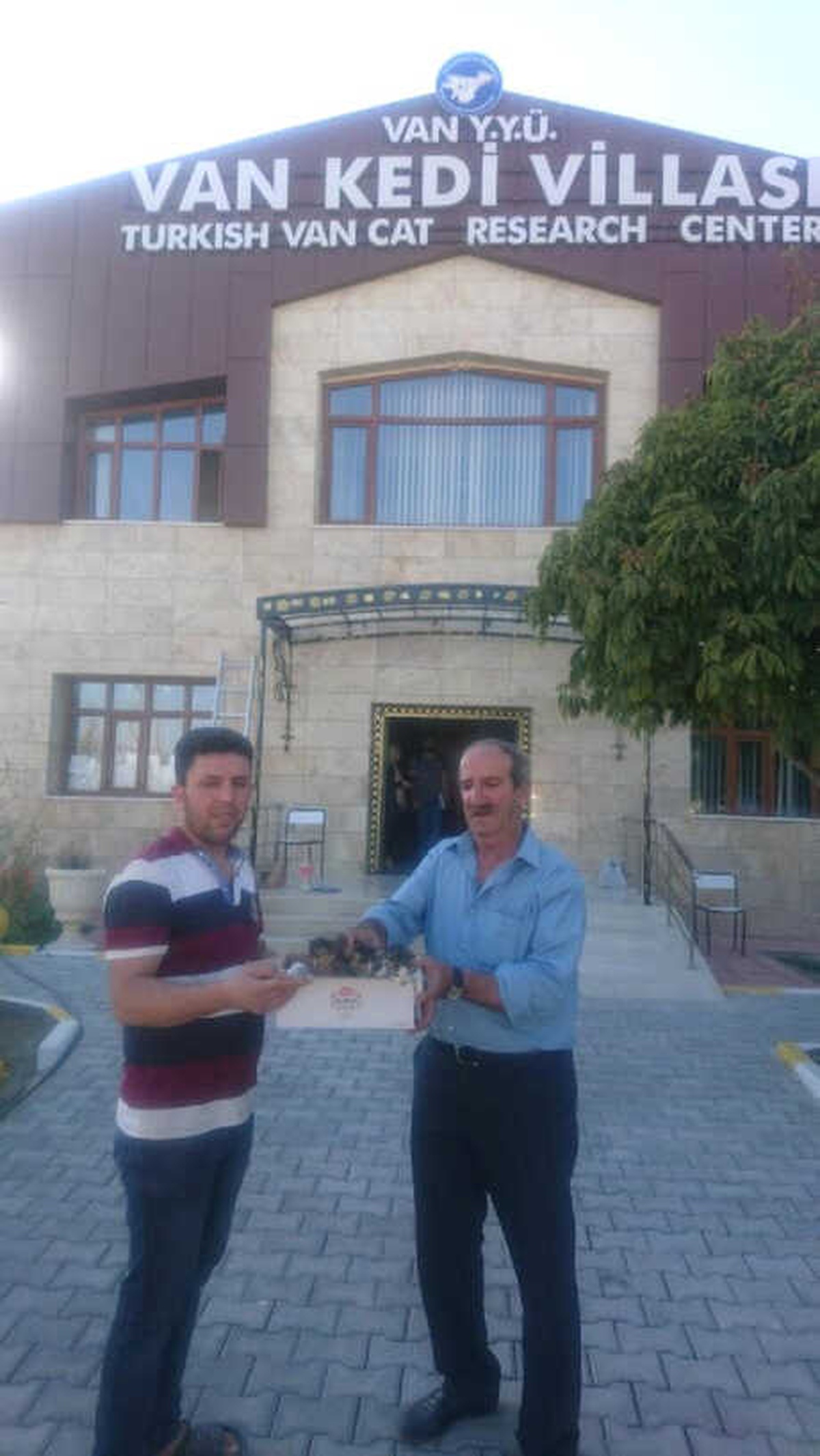 Yavru Kedilere, Yyü Kedi Araştırma Merkezi Sahip Çıktı