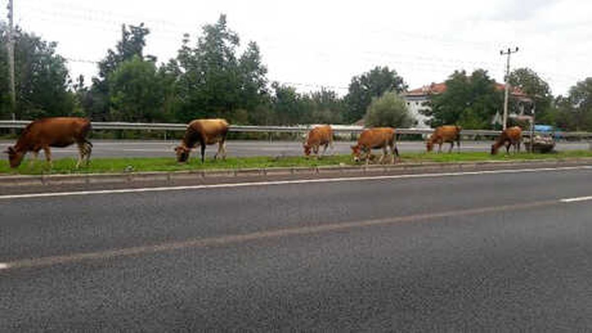 Yol Ortasında Otlayan Büyükbaş Hayvanlar, Sürücüleri Korkuttu