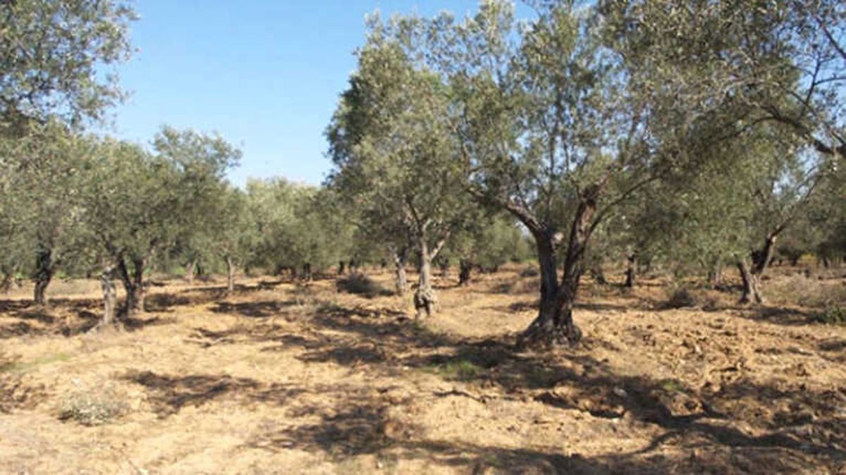 Zeytin Üreticilerinde Dev Rekolte Bildirimi