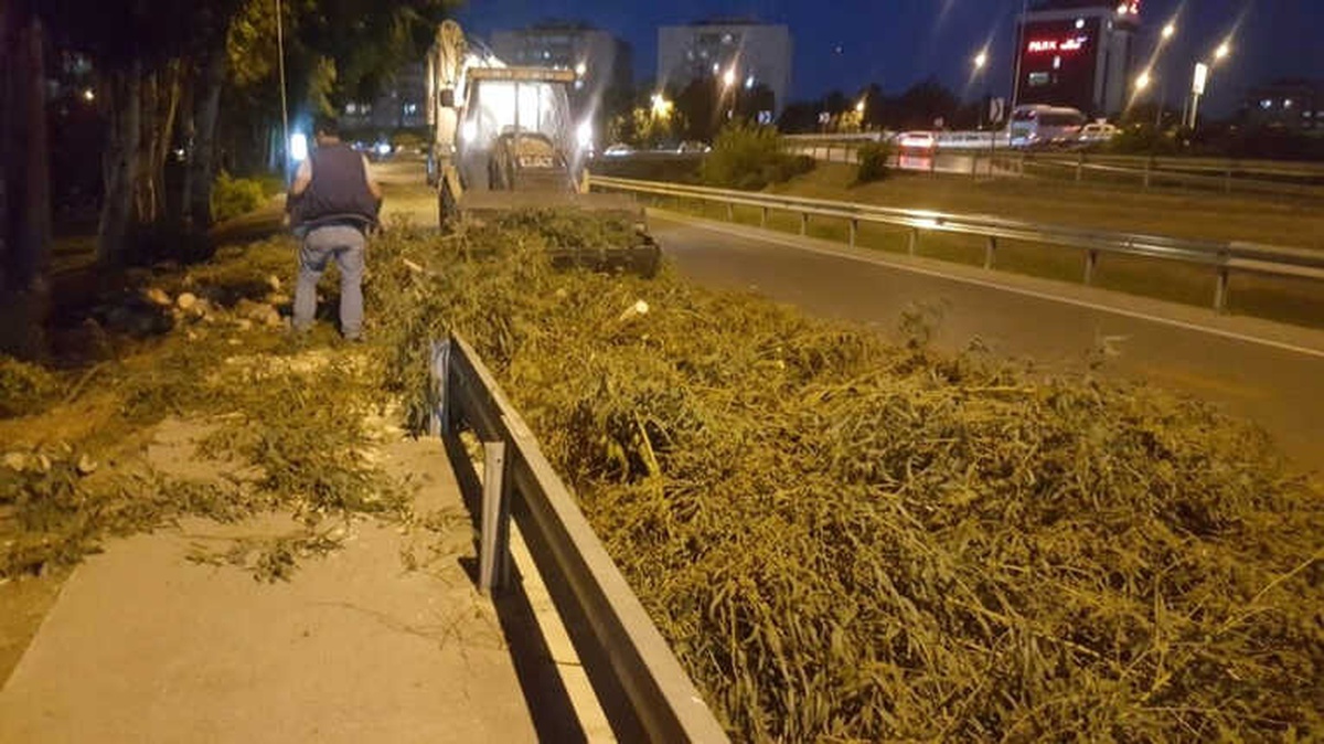 Beklenen Fırtına Geldi, Ağaçlar Rüzgara Dayanamadı ve Devrildi