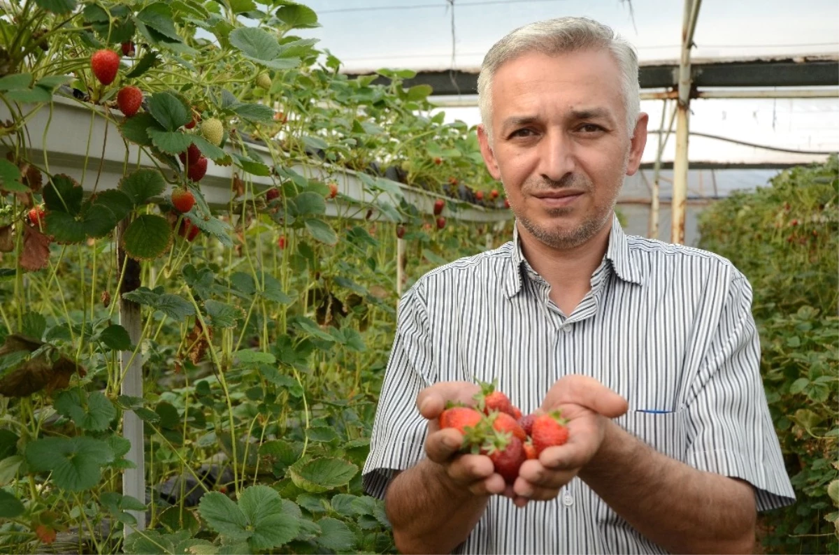 Geleceğin Tarımı Topraksız Yapılacak