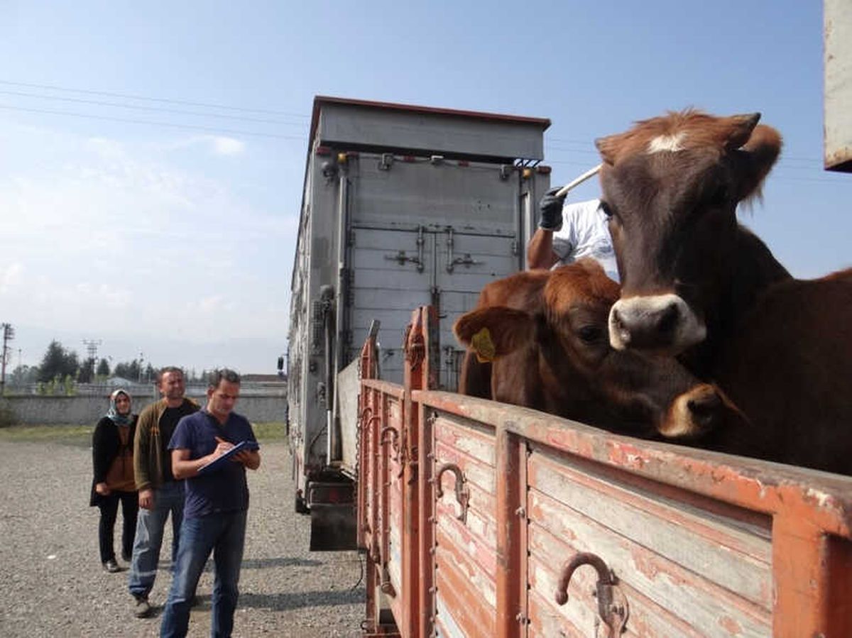 Genç Çiftçiler Hayvanlarına Kavuştu