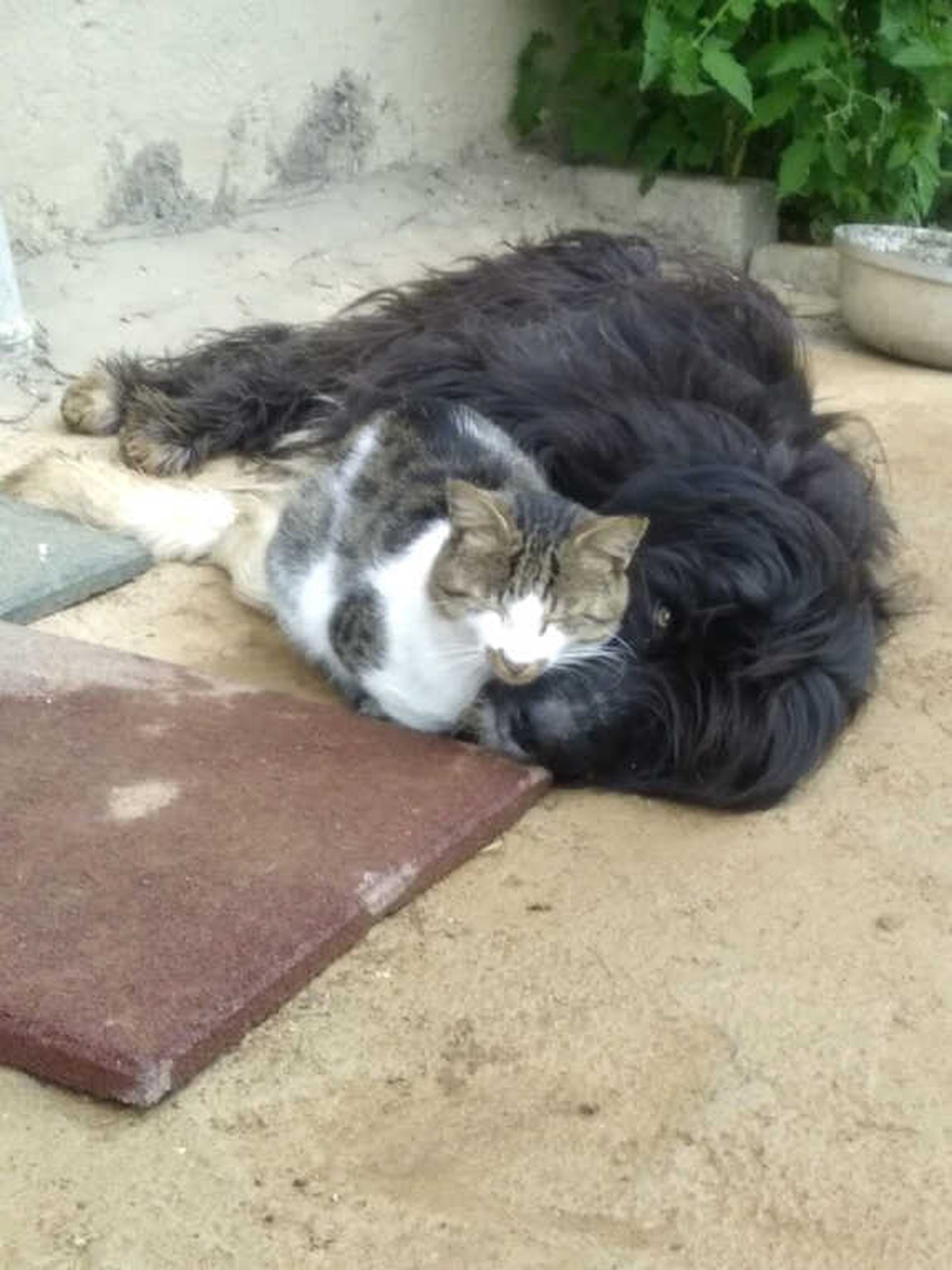 Kedi ile Köpeğin Kıskandıran Dostluğu