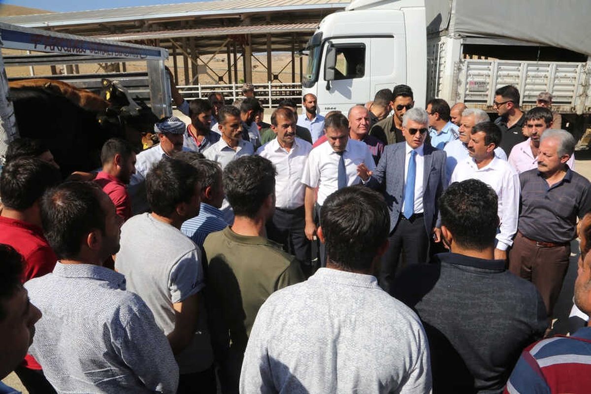 Cizre\'de Genç Çiftçilere Düve Desteği