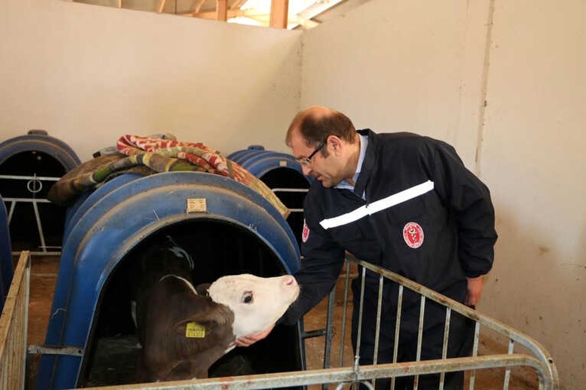 Erzincan\'da Şap Aşılama Kampanyası Başladı