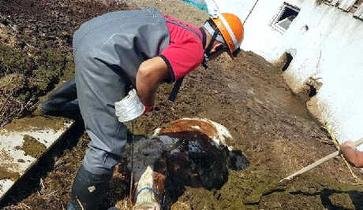 Gübre Çukuruna Düşen İneği İtfaiye Ekibi Kurtardı