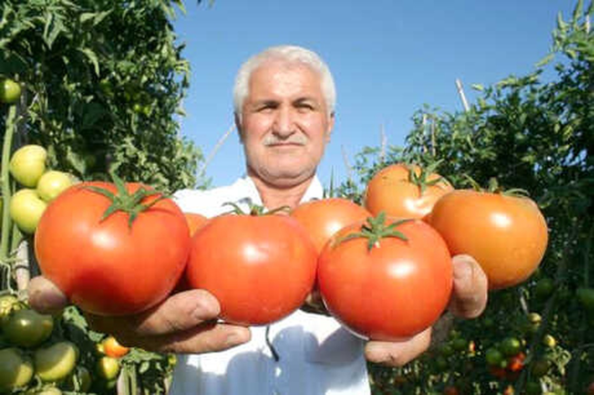 Güz Domatesi, Üreticinin Yüzünü Güldürüyor