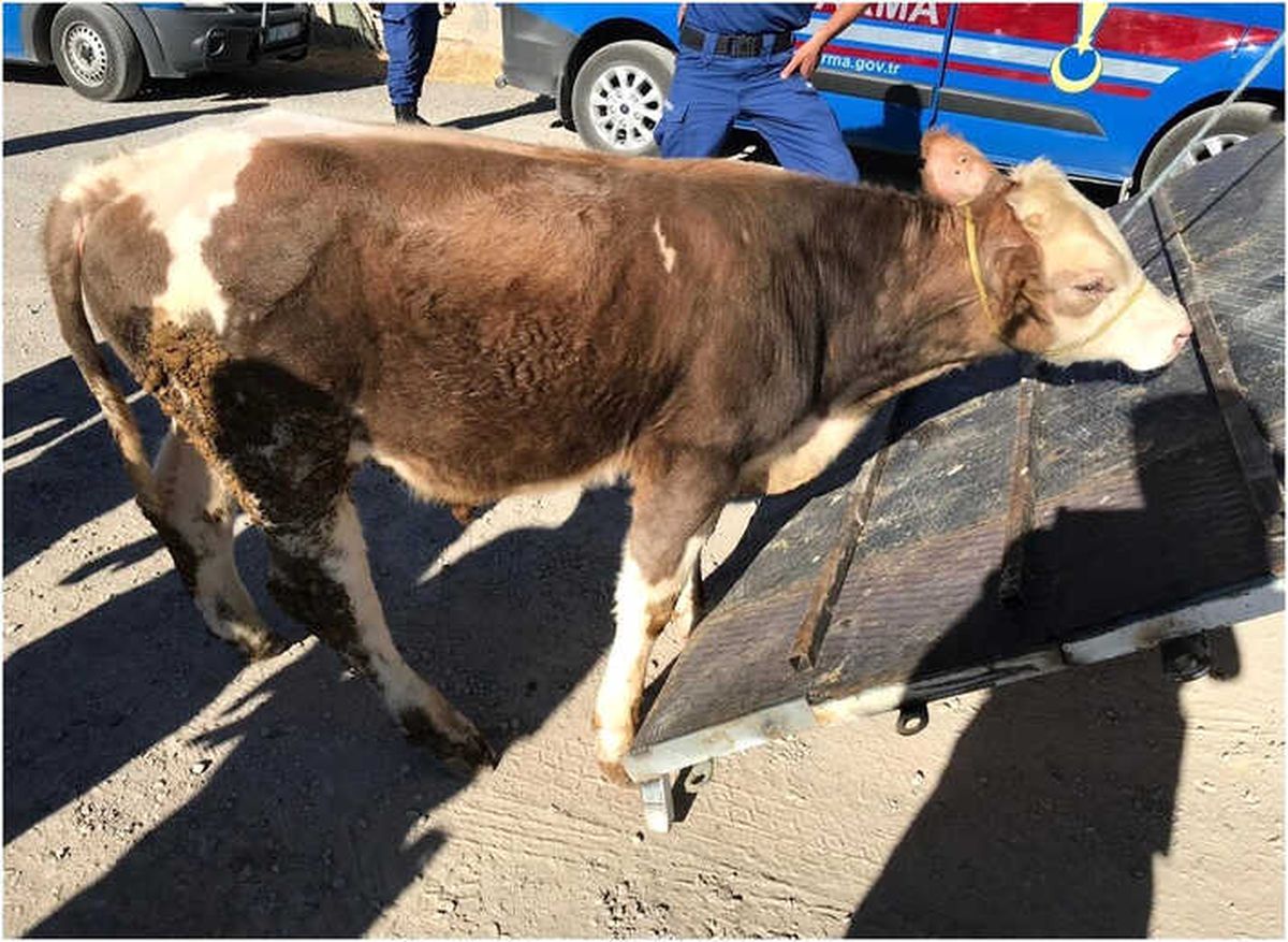Kayseri\'de Büyükbaş Hayvan Hırsızlığı