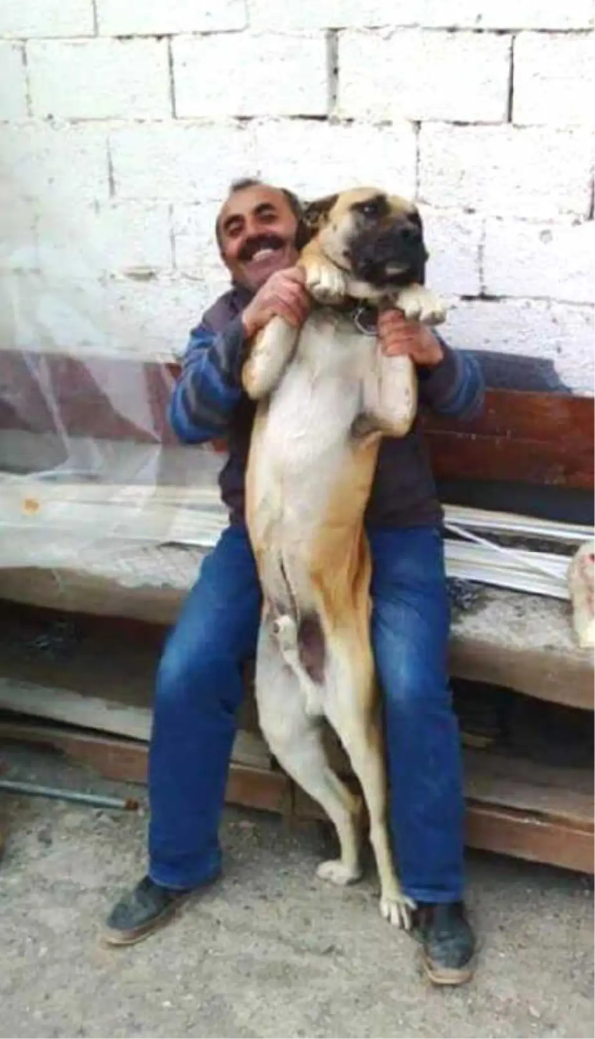 Köpeği \'Cino\'yu Bulana Ödül Verecek