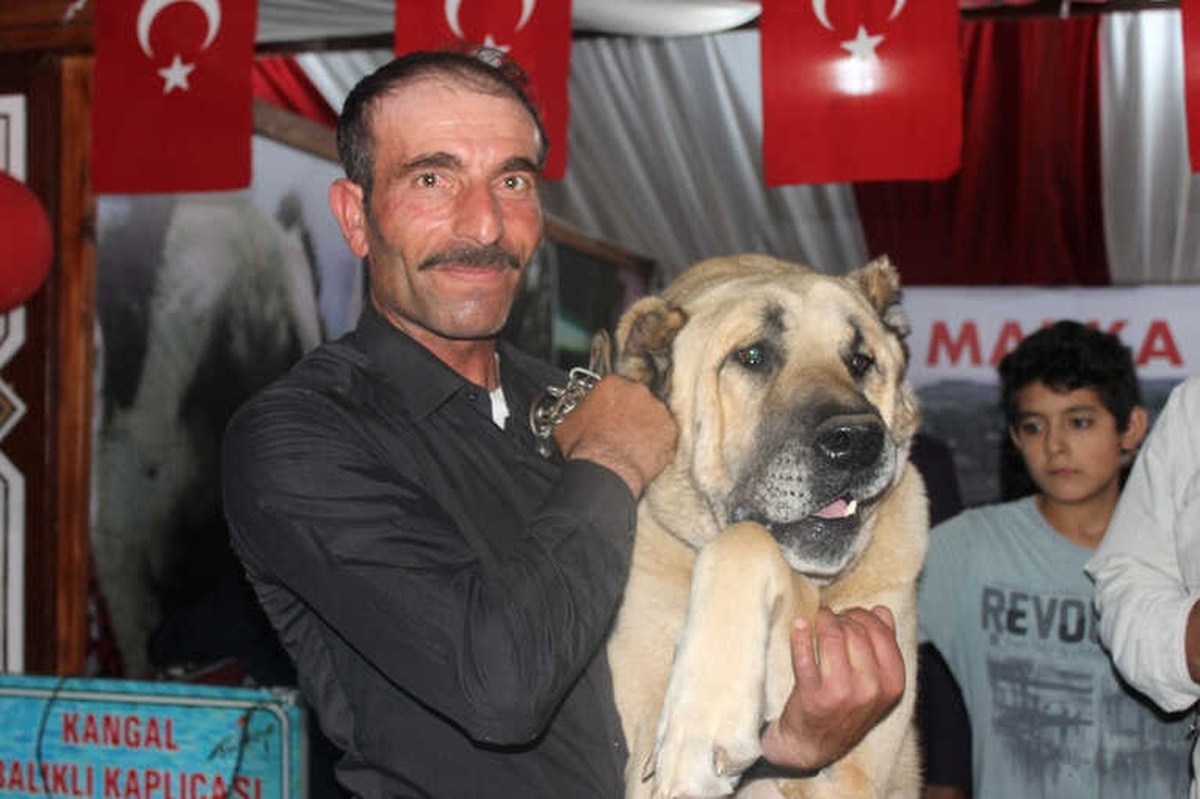 Sivas Günleri\'nin İlgi Odağı 100 Kiloluk Kangal