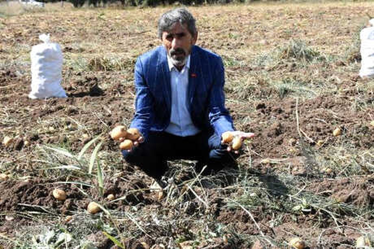 Türkiye\'nin Patates Tohumu İhtiyacını Sivas Karşılıyor