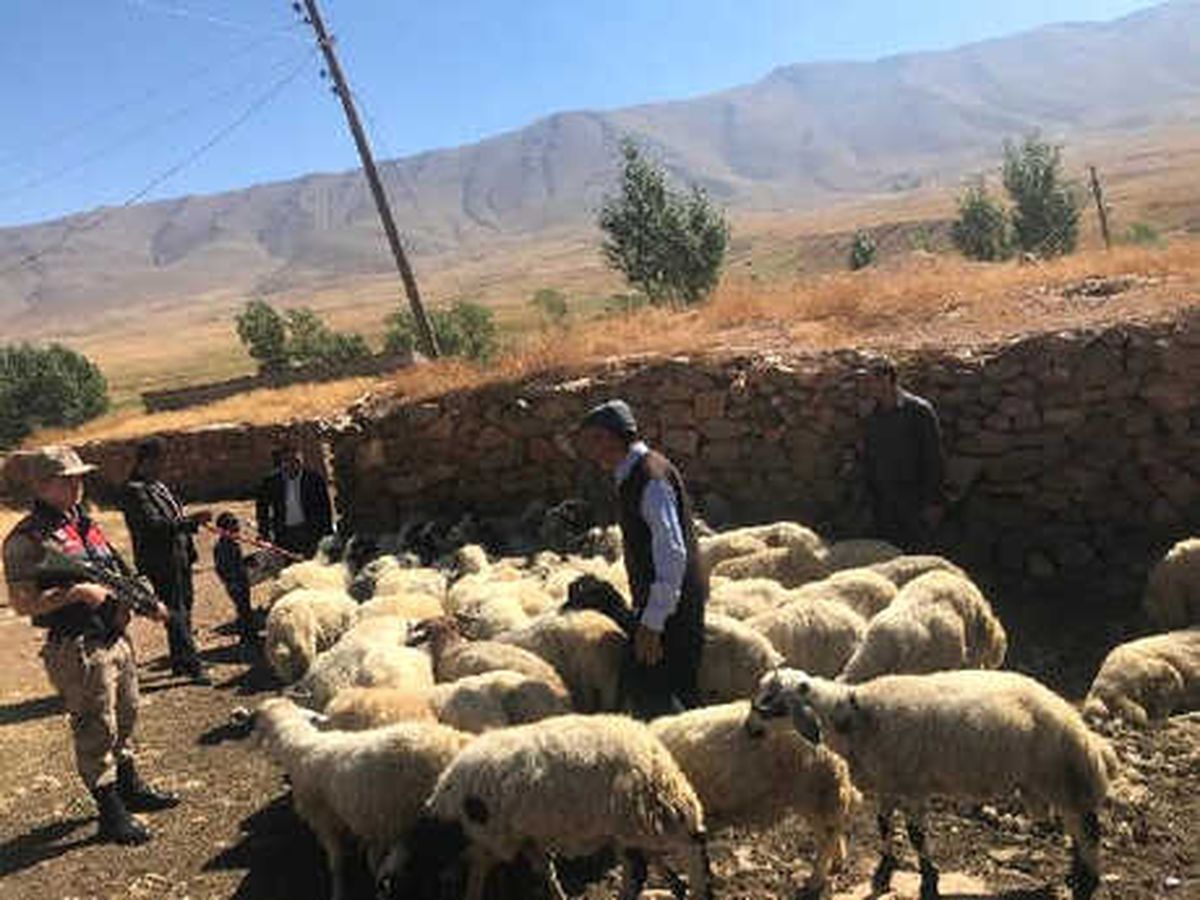 Van\'da Çalınan 107 Küçükbaş Hayvanı Jandarma Buldu