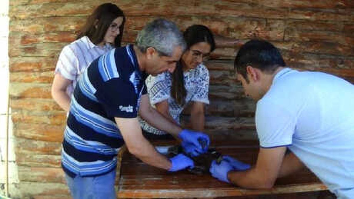 Yaralı Kızıl Şahine Tedavi