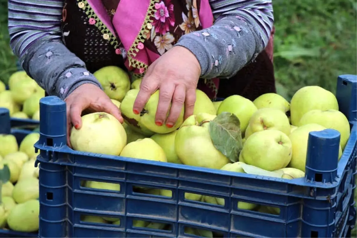 Ayva Merkezi Geyve\'de Ayva Hasadı Başladı