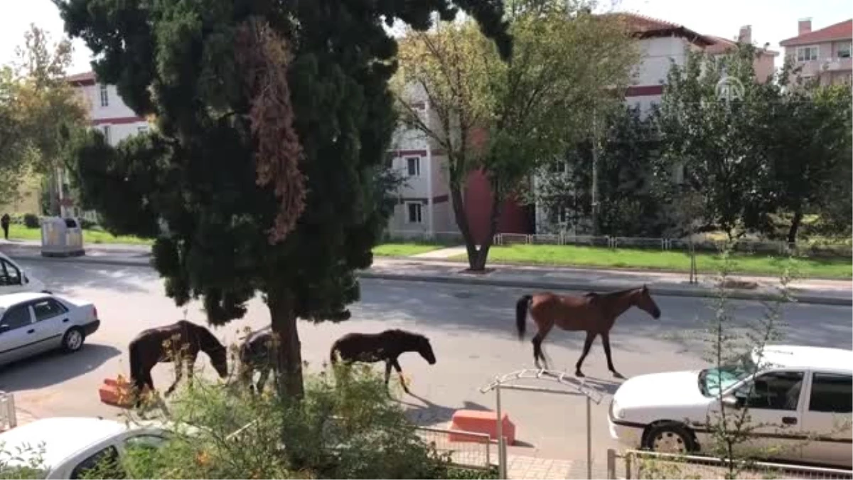Edirne\'de Kent Merkezindeki Sahipsiz Atlar