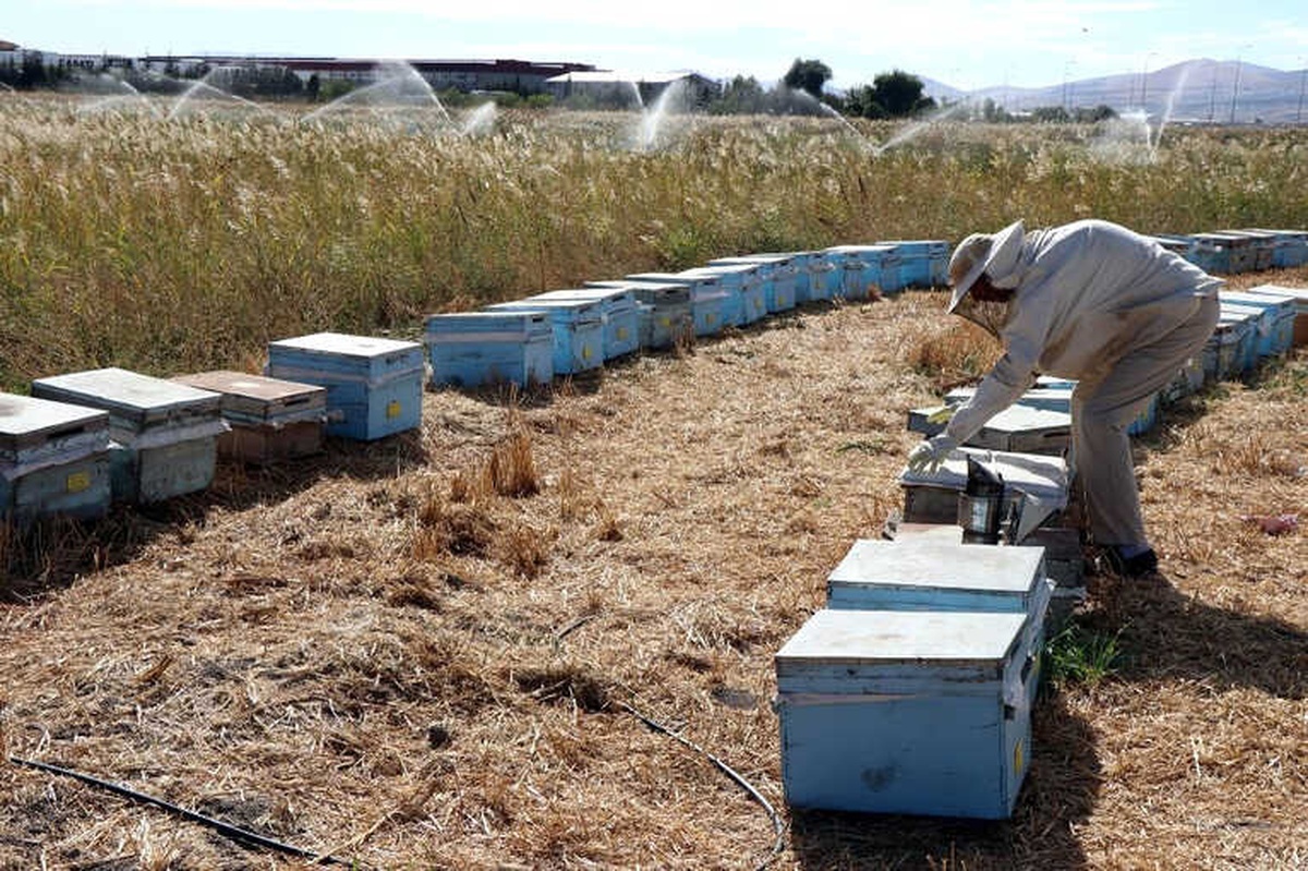 Kovanlarının Yanına Gelen Arıcı Şok Oldu