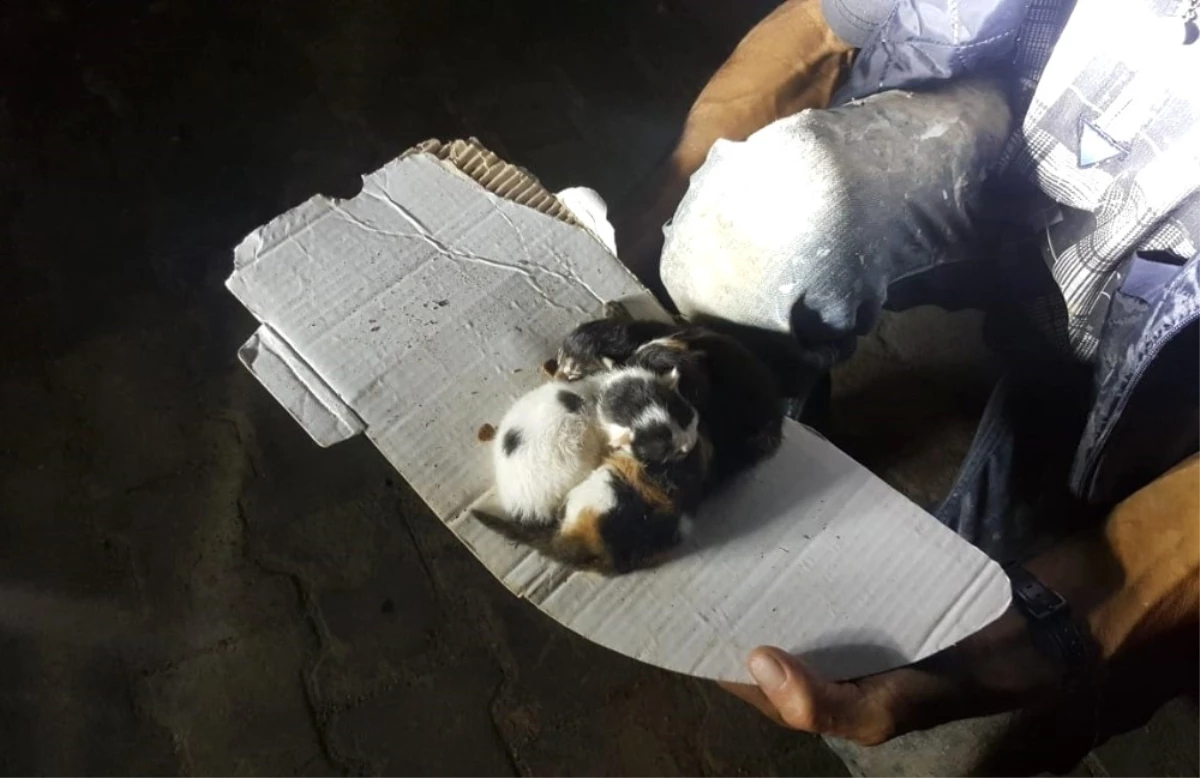 Mazgala Sıkışan Yavru Kedileri İtfaiye Kurtardı