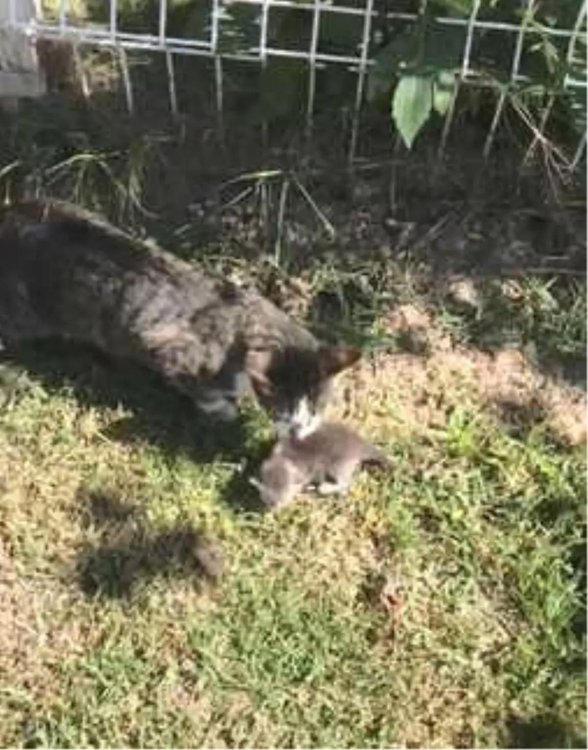 Yavru Kedi ve Annesini İtfaiye Ekipleri Kavuşturdu