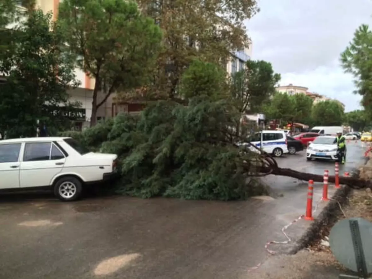 Ağaç Park Halinde Araçların Üzerine Devrildi