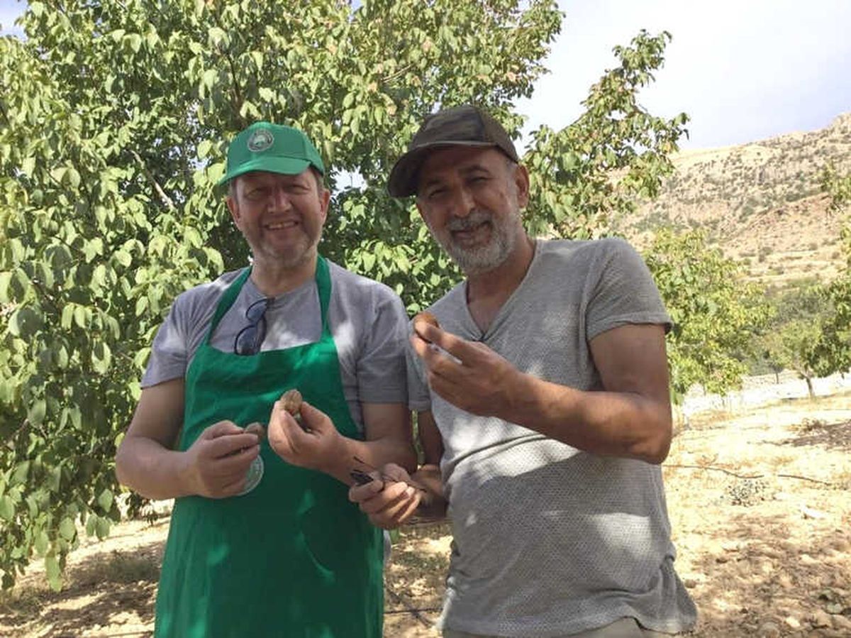 Almanya\'nın Ankara Konsolosu Tut İlçesinde Ceviz Hasadı Yaptı