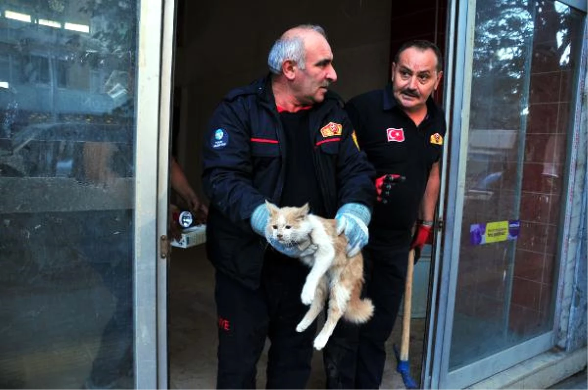Dükkanda 1 Haftadır Mahsur Kalan Kediyi İtfaiye Kurtardı