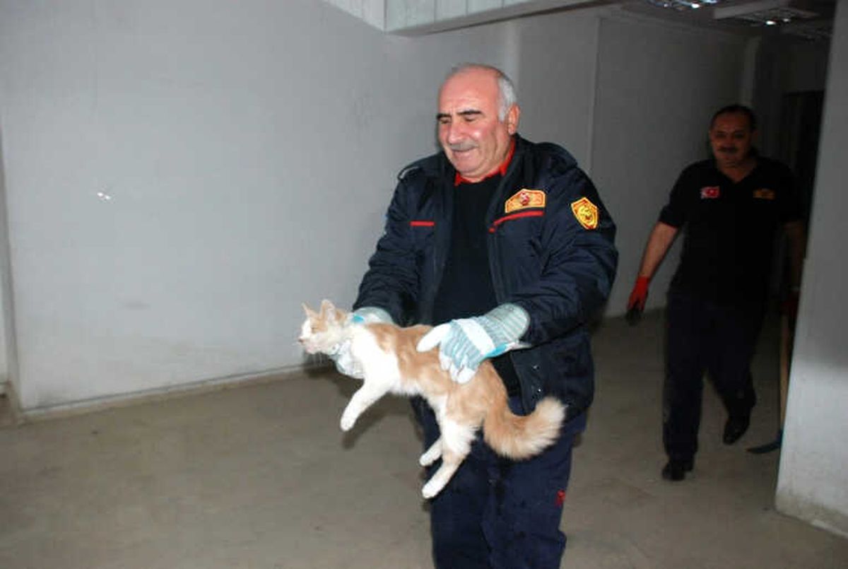 Mahsur Kalan Kedi Kurtarma Ekiplerine Zor Anlar Yaşattı