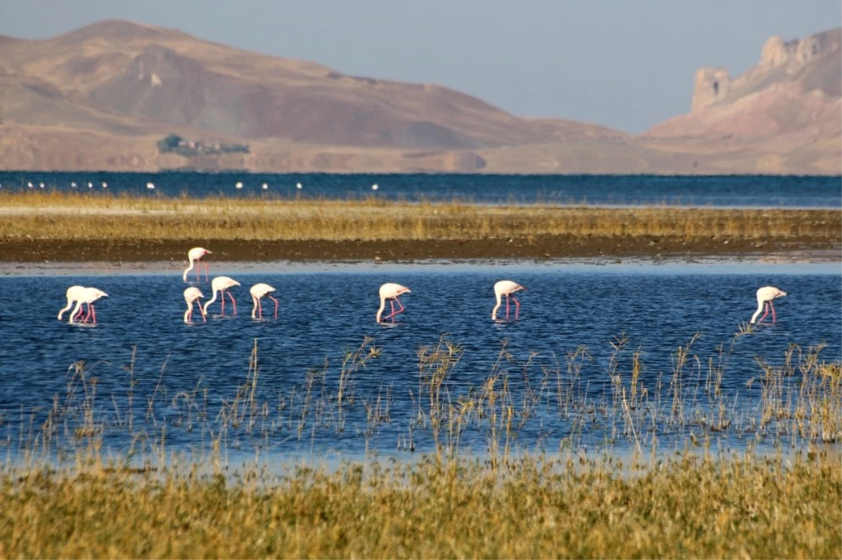 Van\'da Doğu\'nun Kanatları Erçek Gölü 8. Flamingo Festivali