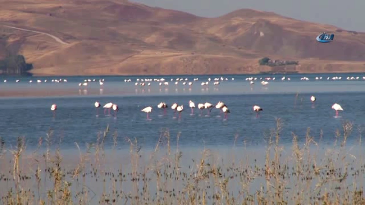 Van\'da Doğu\'nun Kanatları Erçek Gölü 8. Flamingo Festivali