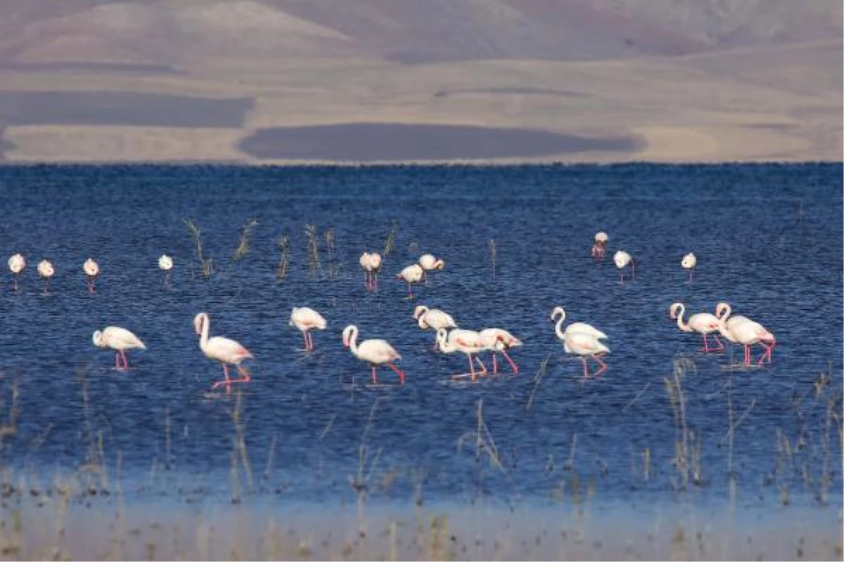 Van Erçek Gölü\'nde 8\'inci Flamingo Festivali\' Yapıldı