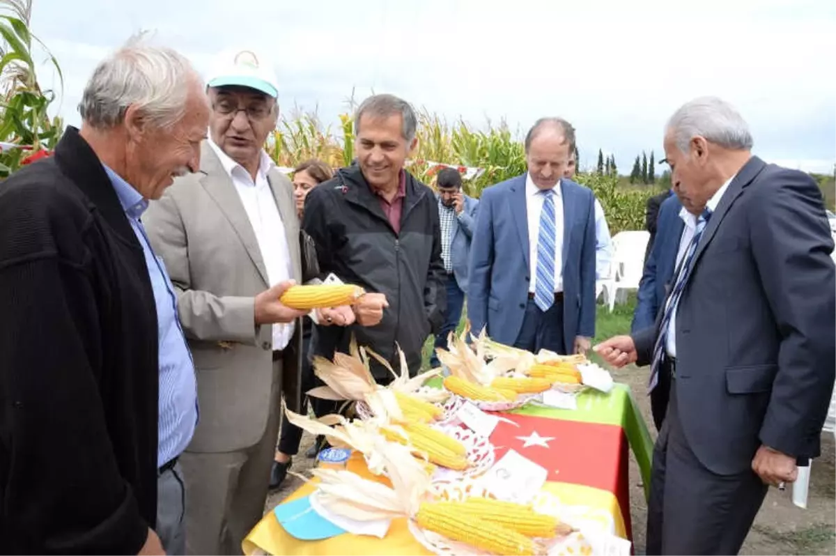 Yerli Mısır Yabancıya Kafa Tutmaya Hazırlanıyor