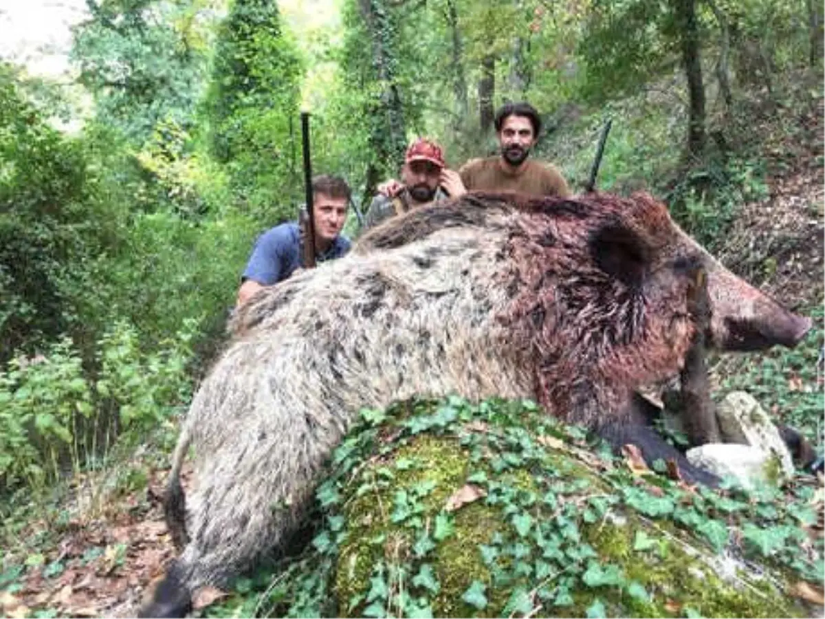 350 Kiloluk Domuzu Vurup, Fotoğraf Çektirdiler