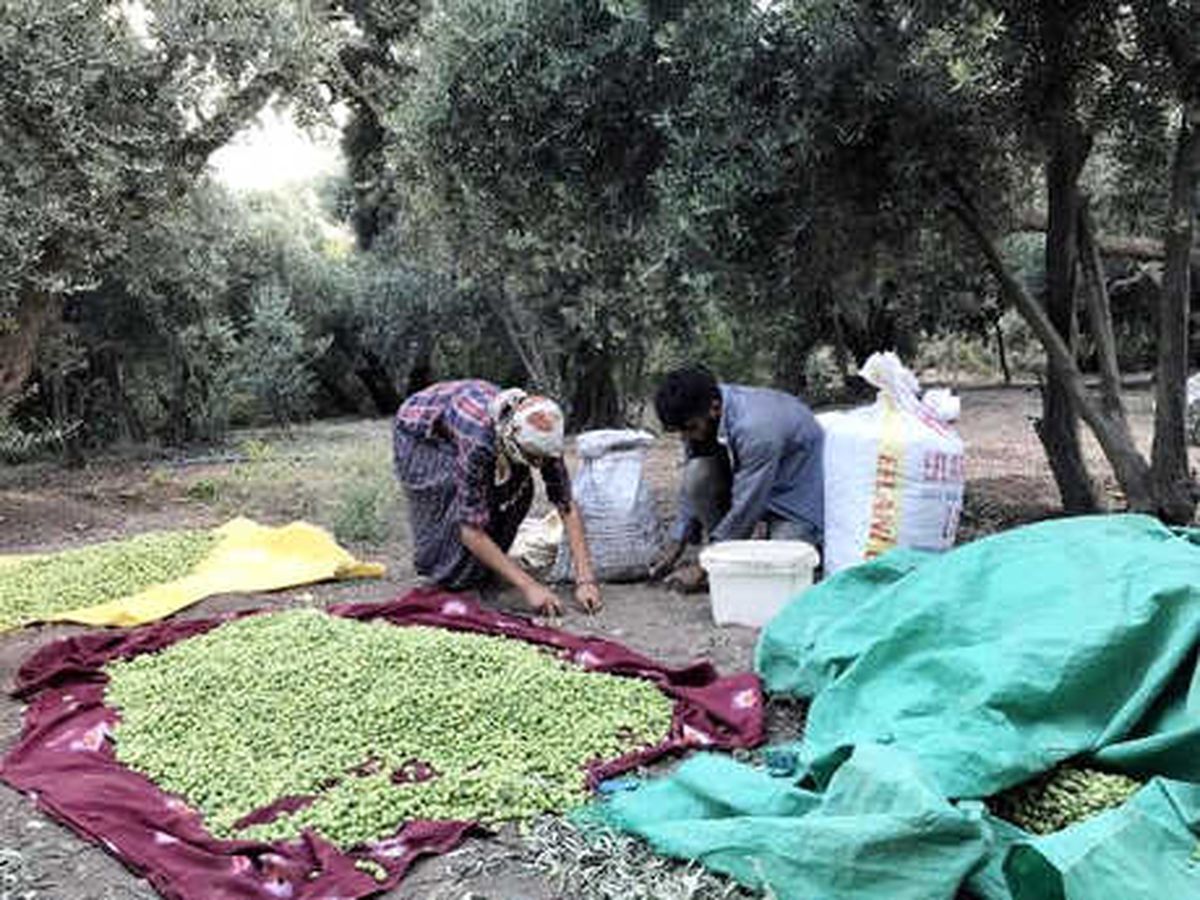Derik\'te Erken Zeytin Hasadı