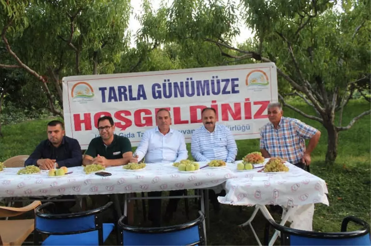 Iğdır\'da Üzüm Hasadına Başlandı