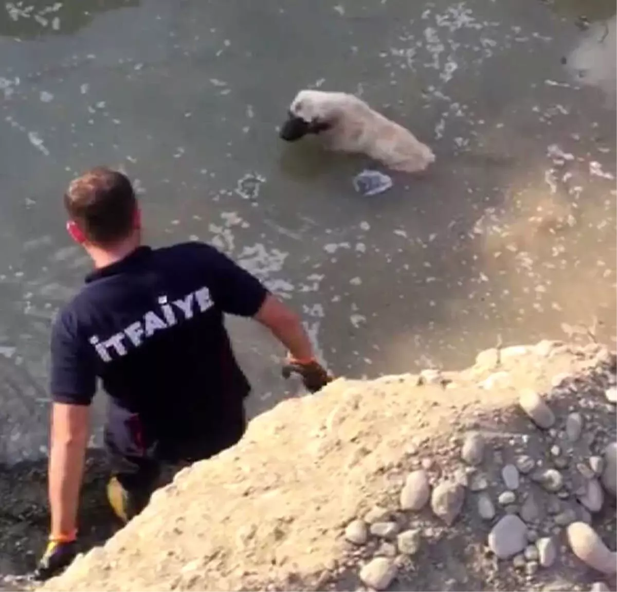 Mahsur Kalan Köpeği İtfaiye Kurtardı