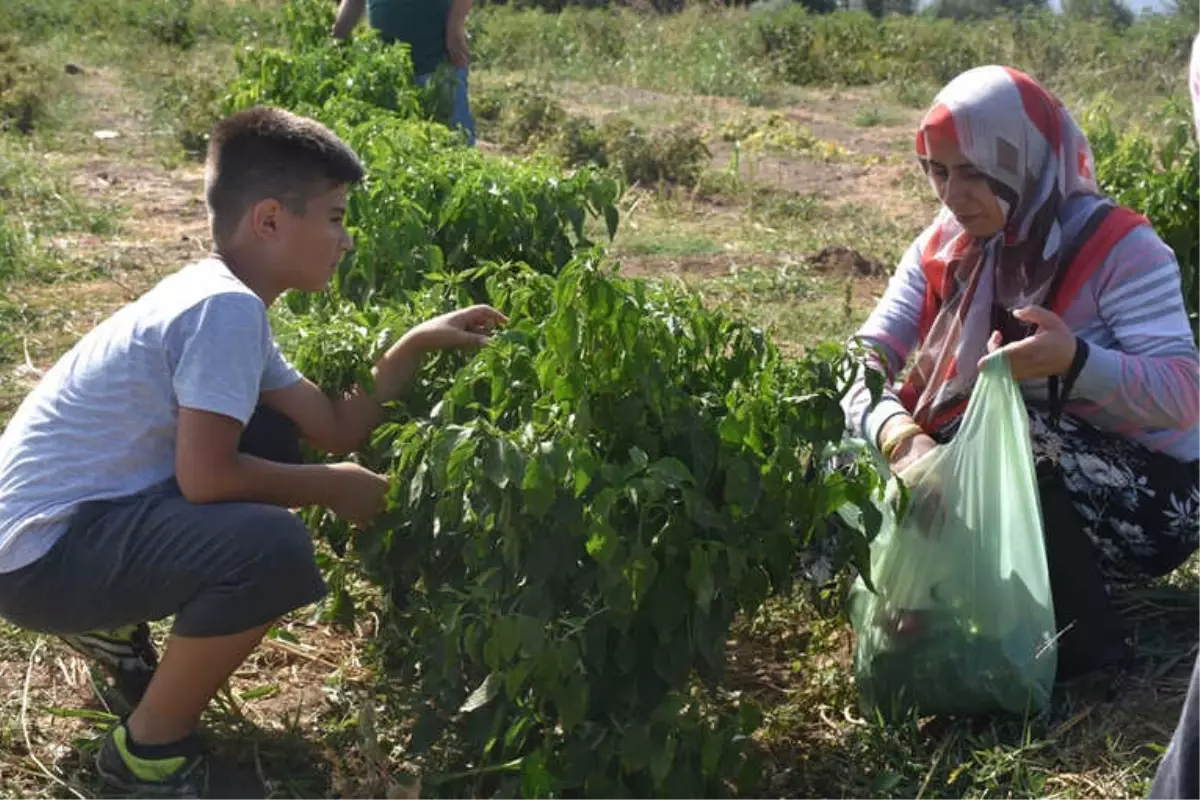 Müşteri Tarladan Sebzesini Kendi Topluyor