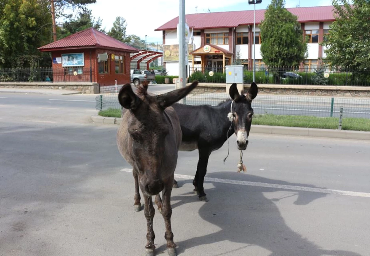 Sahipsiz Eşekler Kazalara Davetiye Çıkarıyor